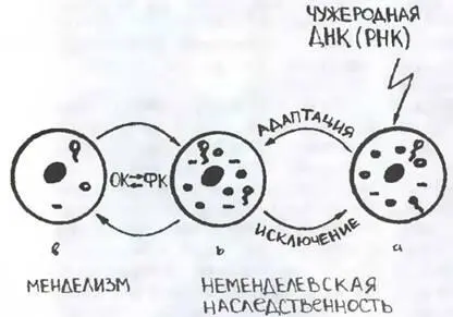 Мобильность генома единство целого при свободе частей Геном эунариот не - фото 29