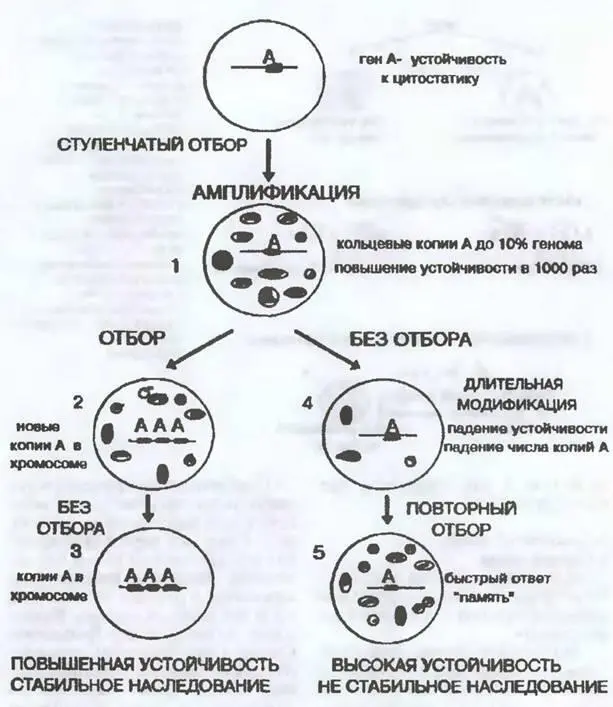 Неканонические наследственные изменения сезонные с амплификоцией генов под - фото 30