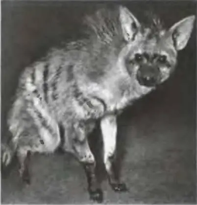 Полосатая гиена Hyaena hyaena встречается на всей территории от Северной - фото 75