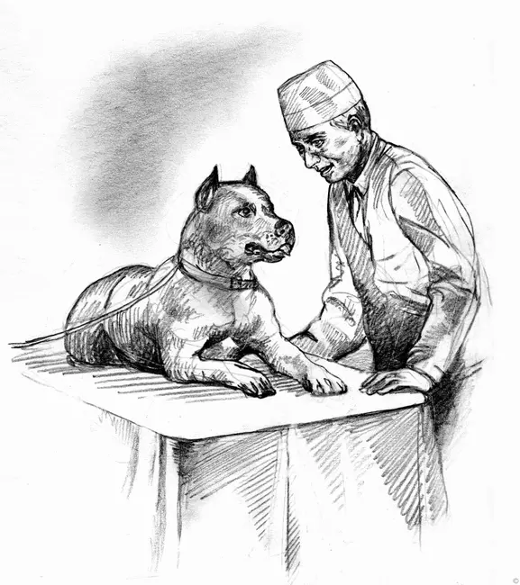 Не надо бояться что агрессия в адрес четвероногих перекинется на людей У - фото 8