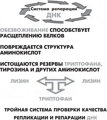 Рисунок 2 Роль триптофана в системе репарации ДНК в условиях непреднамеренного - фото 14
