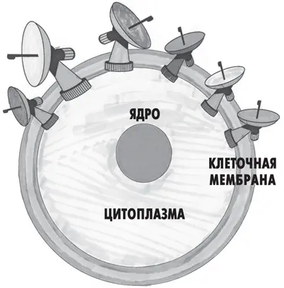 Рисунок 3 На мембранах здоровых клеток располагаются рецепторы которые - фото 15