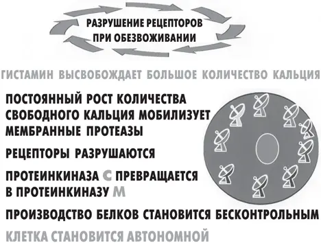 Рисунок 4 Ферментативные изменения разрушают рецепторы которые в нормальных - фото 16