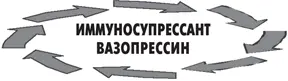 Рисунок 6 Вазопрессин стимулирует высвобождение кортизона что в конечном - фото 18