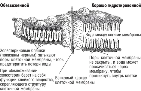 Рисунок 17 Модели сегментов насыщенной водой и обезвоженной двухслойной - фото 30