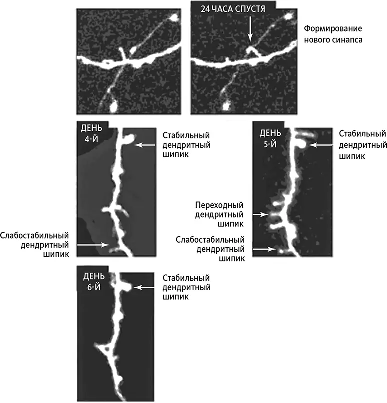 Снимки нейронных дендритов in vivo образование дендритного шипика и синапса - фото 3