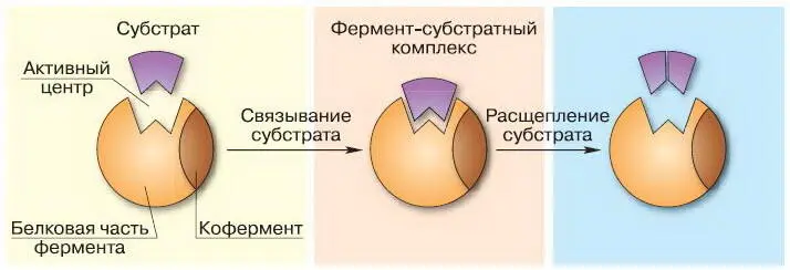 Рис 44 Схема образования комплекса фермент субстрат Белки в организме - фото 52