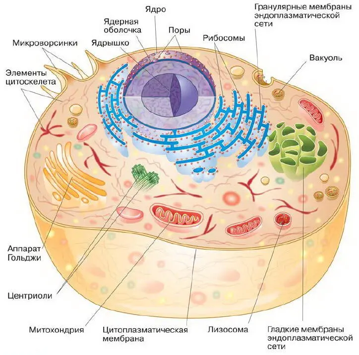 Рис 46 Строение эукариотической клетки Рис 47 Строение мембраны Ядро Ядро - фото 55