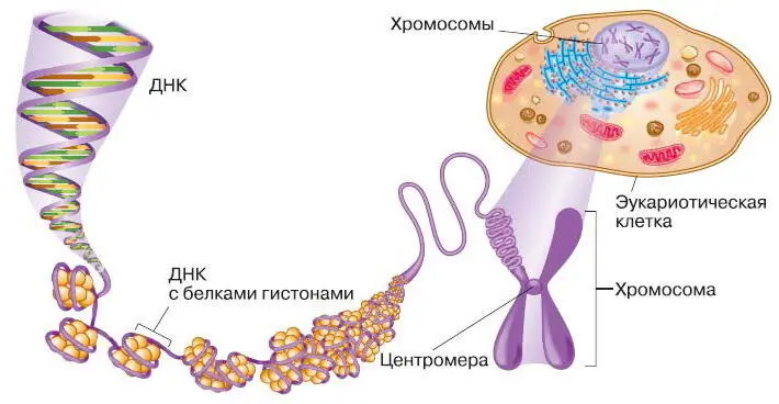 Рис 48 Организация генетического материала в клетке Жидкое содержимое ядра - фото 57