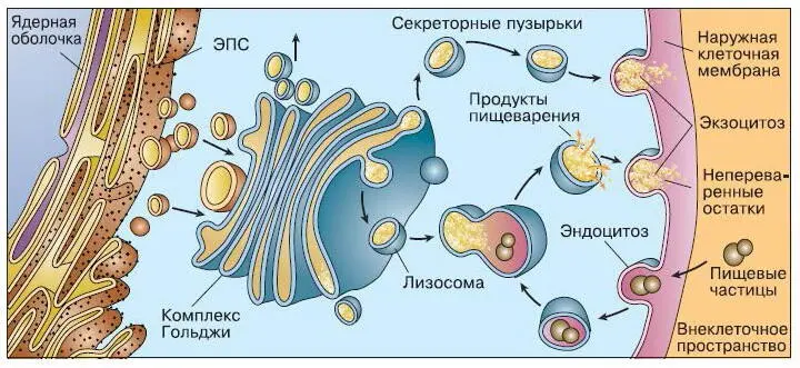 Рис 50 Строение и функционирование аппарата Гольджи и принцип работы лизосомы - фото 59