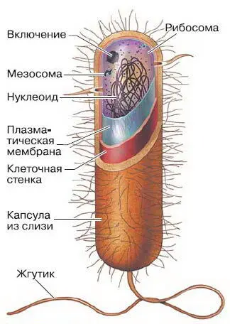 Рис 51 Строение прокариотической клетки Над этой оболочкой часто - фото 60