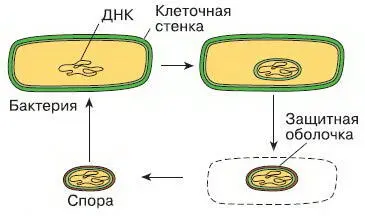 Рис 52 Образование спор у бактерий В неблагоприятных условиях многие бактерии - фото 61