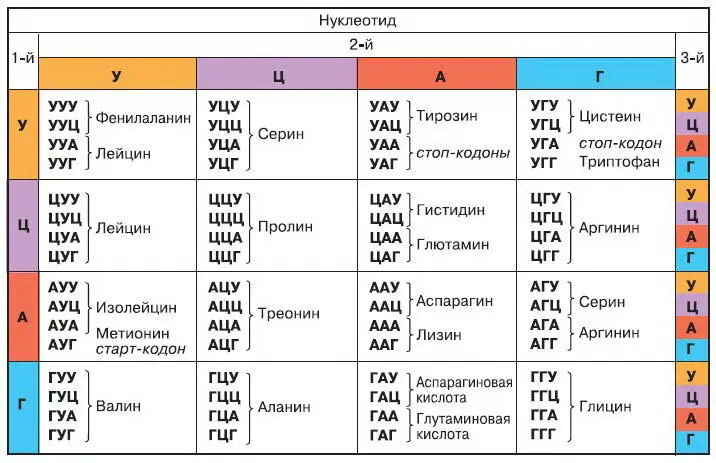 Рис 62 Таблица генетического кода РНК Так как число существующих в - фото 71