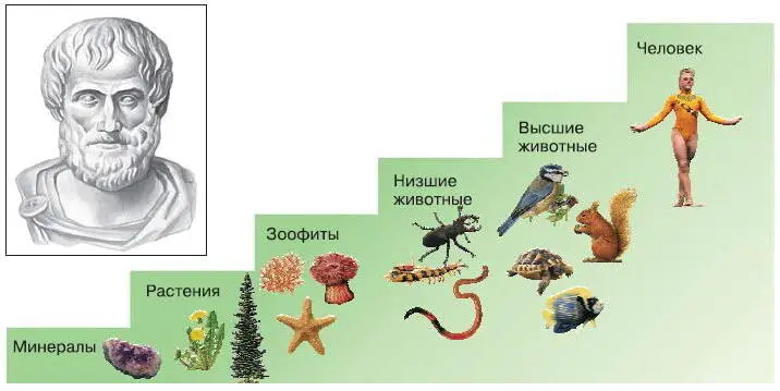 Рис 73 Лестница существ Аристотеля Самой крупной единицей в системе Линнея - фото 86