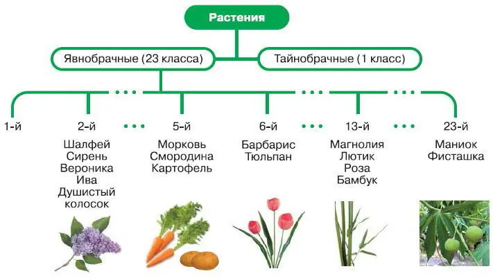 Рис 75 Систематика растений К Линнея Для обозначения видов учёный ввёл - фото 88