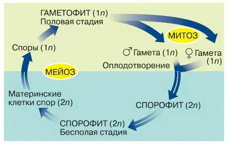 Рис 95 Схема чередования полового и бесполого поколений гаметофита и - фото 108