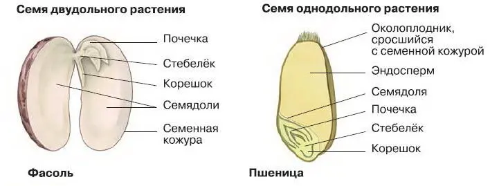 Рис 98 Строение семян цветковых растений Семена растений распространяются с - фото 111