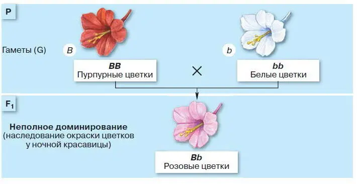 Рис 106 Схема взаимодействия аллелей при неполном доминировании Отклонения от - фото 119