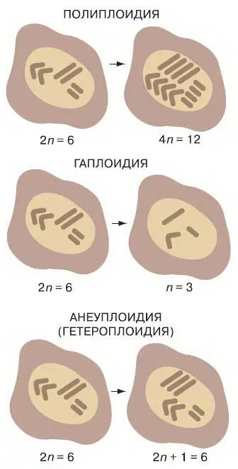 Рис 113 Полиплоидия на уровне клетки При этом в образовавшейся гамете - фото 126