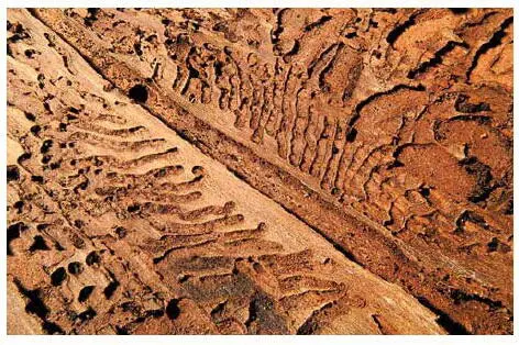 Рис 162 Ходы жуковкороедов в дереве Из каждого яйца выходит личинка которая - фото 181