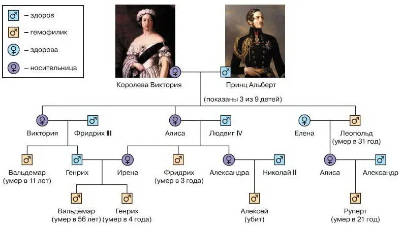 Рис 200 Наследование гемофилии в царских домах Европы показаны не все семьи - фото 224