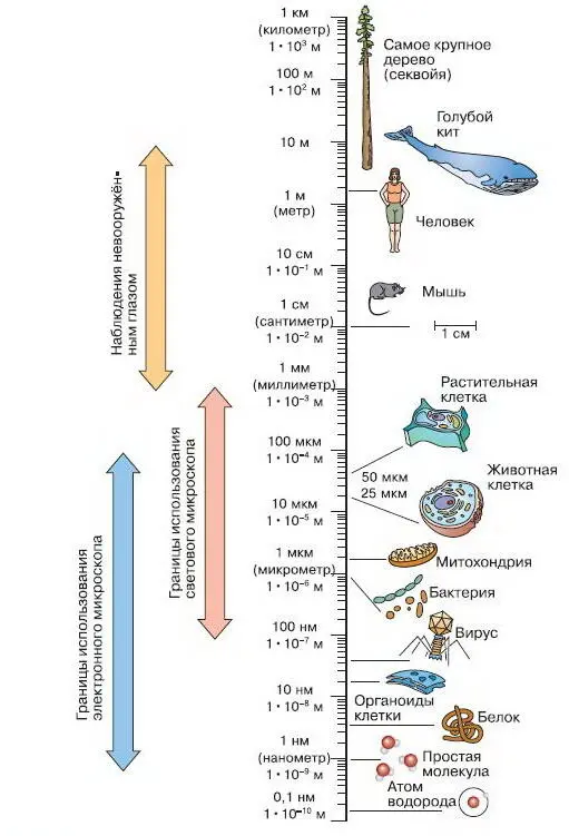 Рис 254 Размеры некоторых биологических объектов и молекул логарифмический - фото 282