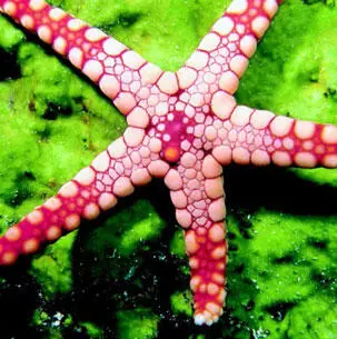 Рис 57 Морская звезда Исключительна роль воды в жизни человеческого общества - фото 104