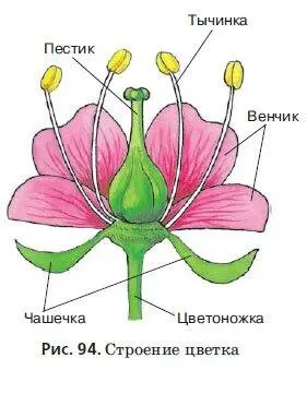 Рис 94 Строение цветка На месте цветка созревает плодвнутри которого - фото 172