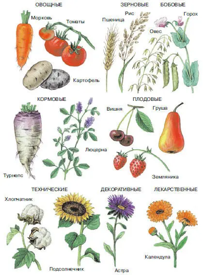 Рис 99 Группы культурных растений В зависимости от продукции которую - фото 182