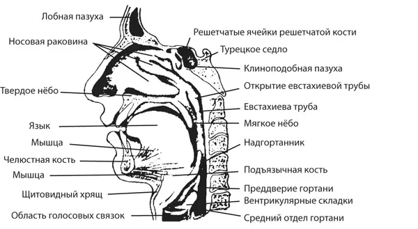 Два способа дыхания Существует два основных способа дыхания грудное и - фото 39
