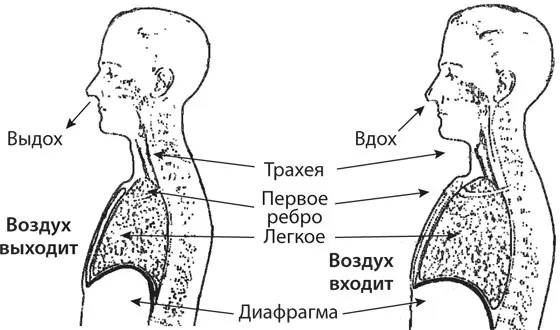 Механика дыхания показывает положение диафрагмы и гибких ребер при выдохе и - фото 40