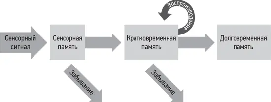 Последовательность формирования воспоминаний По времени сохранения информации - фото 16