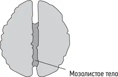 Левое и правое полушария головного мозга Эксперименты Сперри убедительно - фото 21
