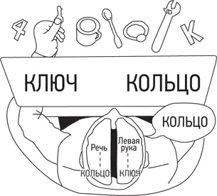 Эксперимент с участием пациента с разделенными полушариями головного мозга Мне - фото 23