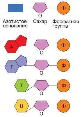 Рис 147 Общая формула нуклеотидавверху и четыре типа нуклеотидов ДНК - фото 173