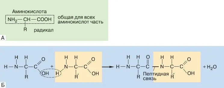 Рис 152 Общая структурная формула аминокислот входящих в состав белков А - фото 179