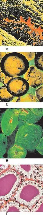 Рис 4 Разнообразные типы клеток человека А клетка костной ткани Б - фото 7