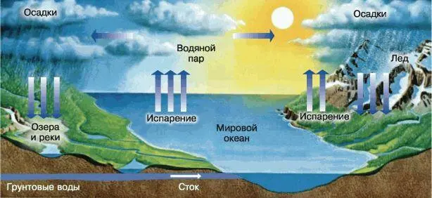 Рис 170 Круговорот воды в биосфере В процессе жизнедеятельности растения - фото 186