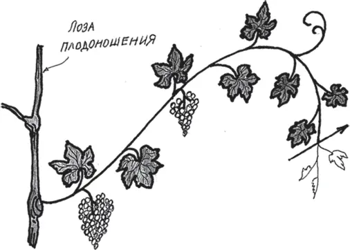 Рис 31 Вершкование плодоносящей лозы после появления усика У винограда в - фото 55