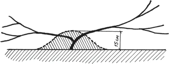 Рис 33 Подсыпка почвы в основание куста перед укрытием его на зиму Далее - фото 57