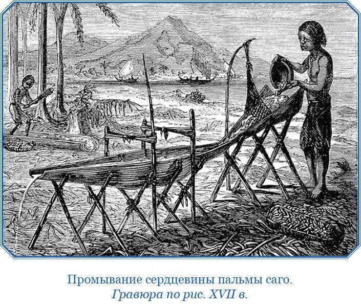 Хлеб приготовляется ими из дерева похожего на пальму следующим способом Они - фото 48