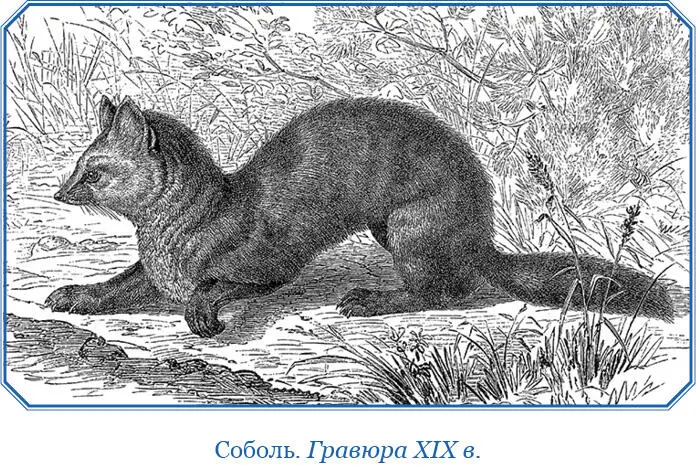 Камчатские лисицы 134 На Камчатке обитает беринтийская лисица Vulpes vulpes - фото 111
