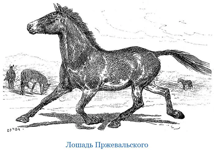 Новооткрытая лошадь называемая киргизами кэртаг а монголами также тахи - фото 82