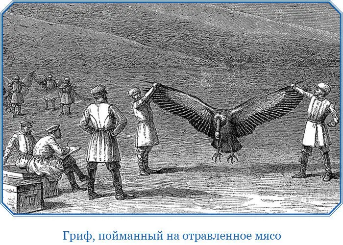 Снежные грифы как сказано выше вели себя осторожнее ягнятников Они постоянно - фото 95