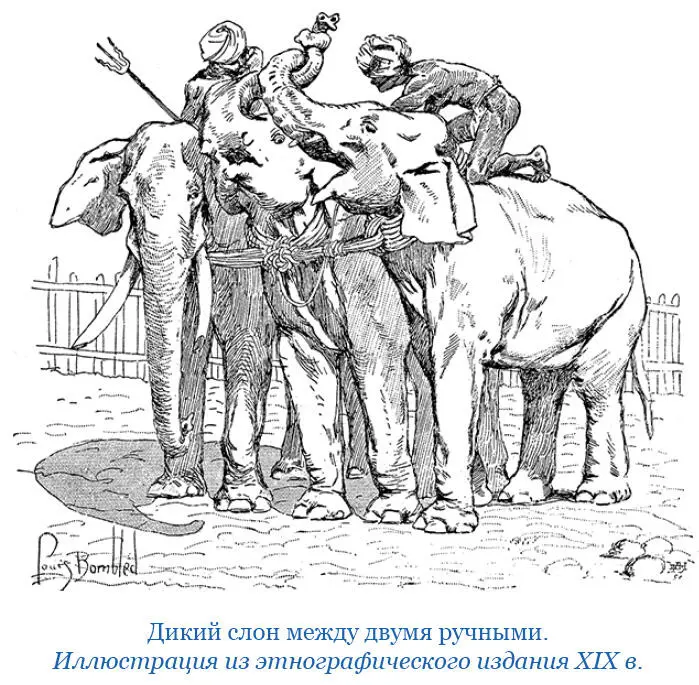 Как ловят слонов в диких лесах Когда хотят поймать дикого слона берут ручную - фото 83