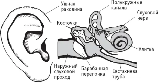 Строение уха Наружное ухо включает ушную раковину и наружный слуховой проход - фото 16