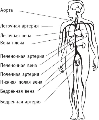 Кровеносная система Сердечная мышца потребляет много энергии изза постоянной - фото 2