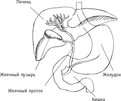 Расположение желчного пузыря В желчном пузыре желчь подвергается некоторым - фото 21