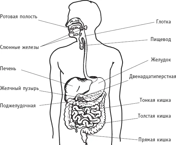Органы пищеварения Тонкую кишку можно разделить на три сегмента - фото 4