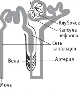 Строение нефрона Мочеточники мочевой пузырь и мочеиспускательный канал Из - фото 7